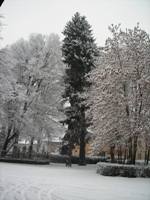Sabato 15 Dicembre 2007: Neve su Ferrania - Click per ingrandire